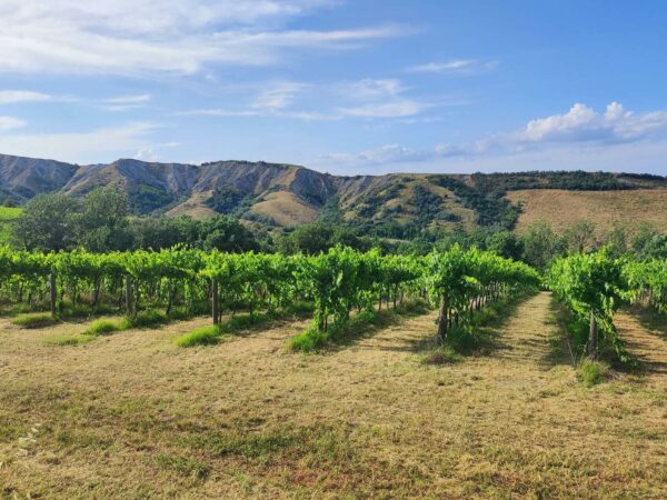 OASI GREGORINA