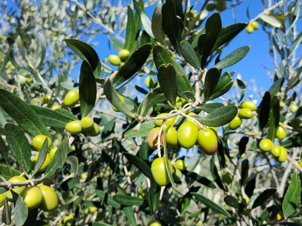 Festival del Pane e Olio della Romagna Toscana